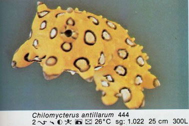 Chilomycterus antillarum